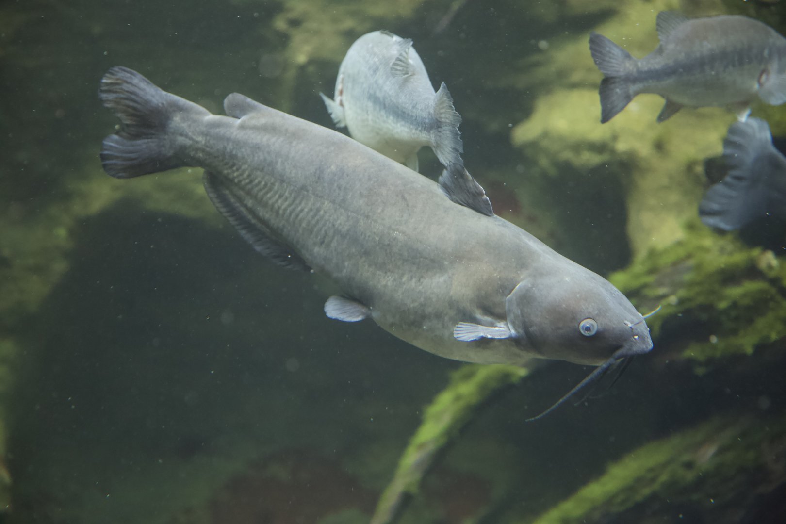 Channel Catfish/ Ictalurus punctatus