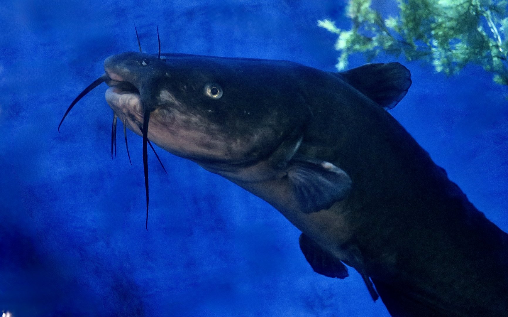 Channel Catfish (Ictalurus punctatus)