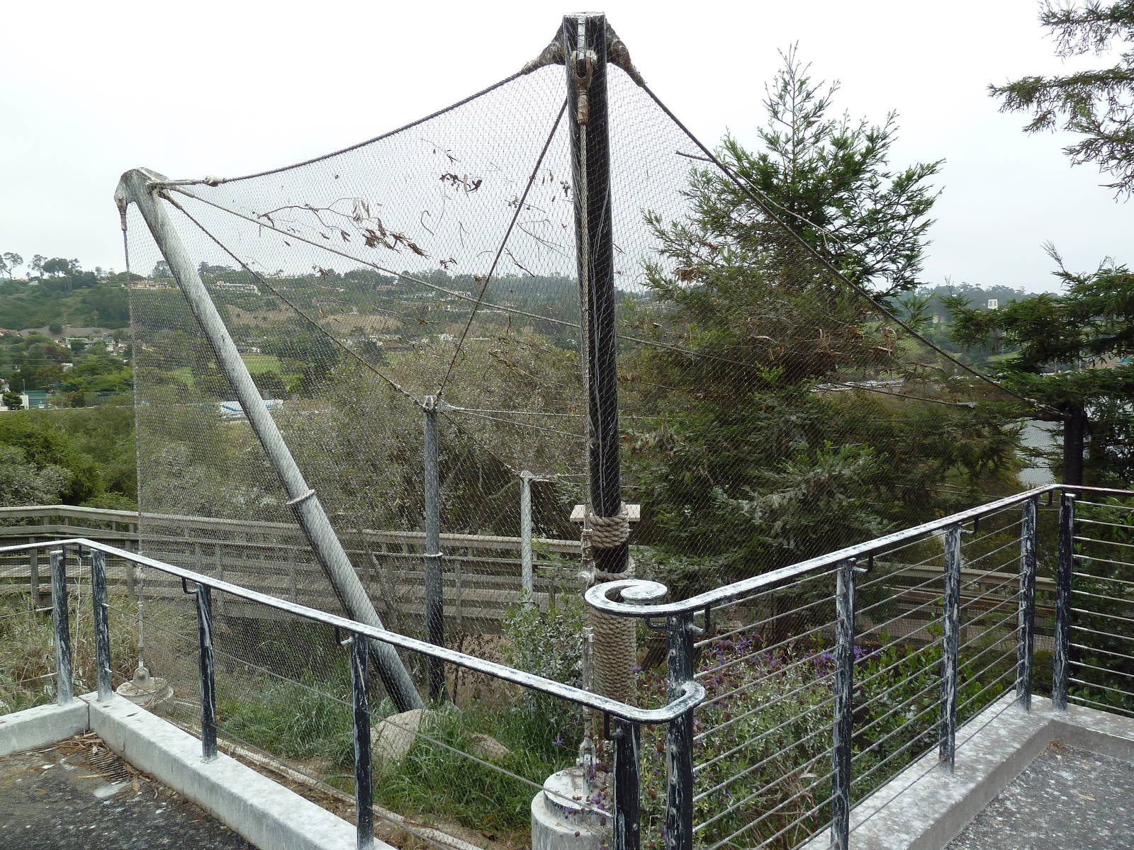 Channel Island Fox Exhibit