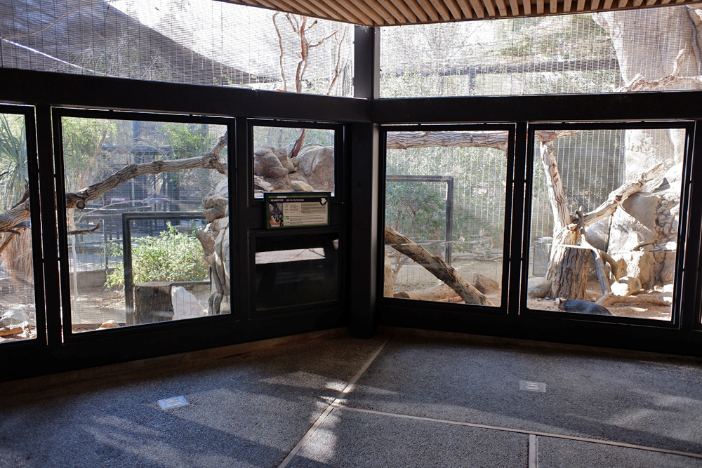 Channel Island fox exhibit