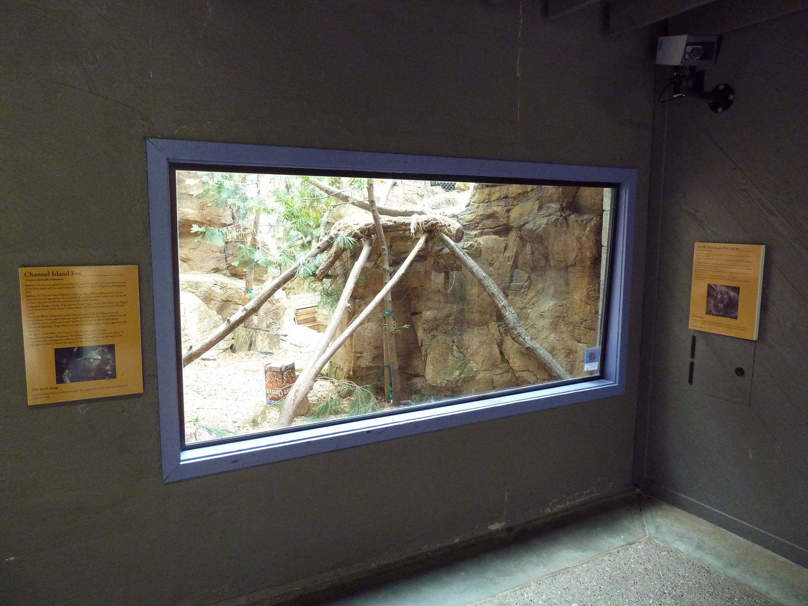 Channel Island Fox/Porcupine Exhibit