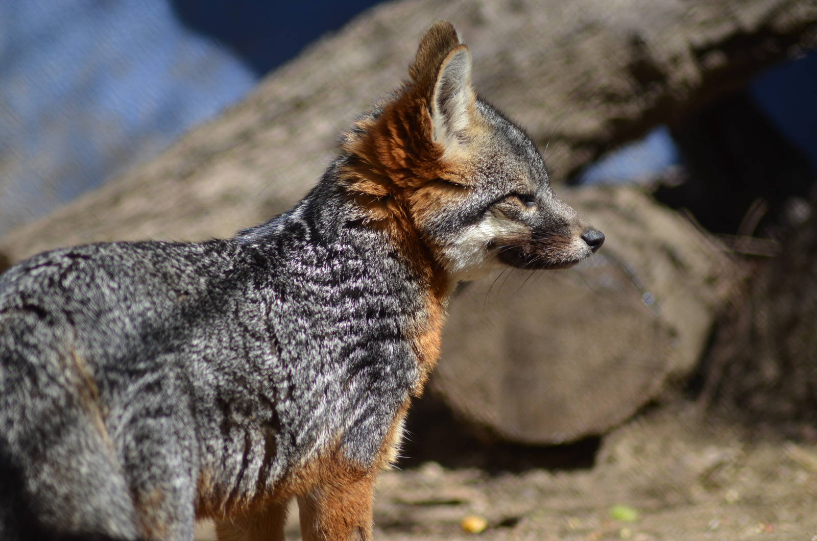 Channel Island Fox