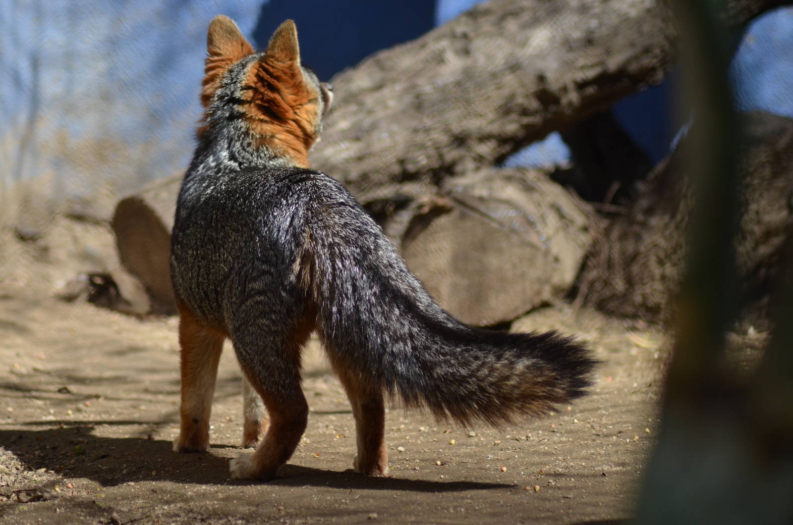 Channel Island Fox