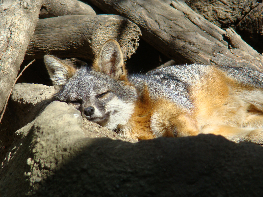 Channel Island Fox