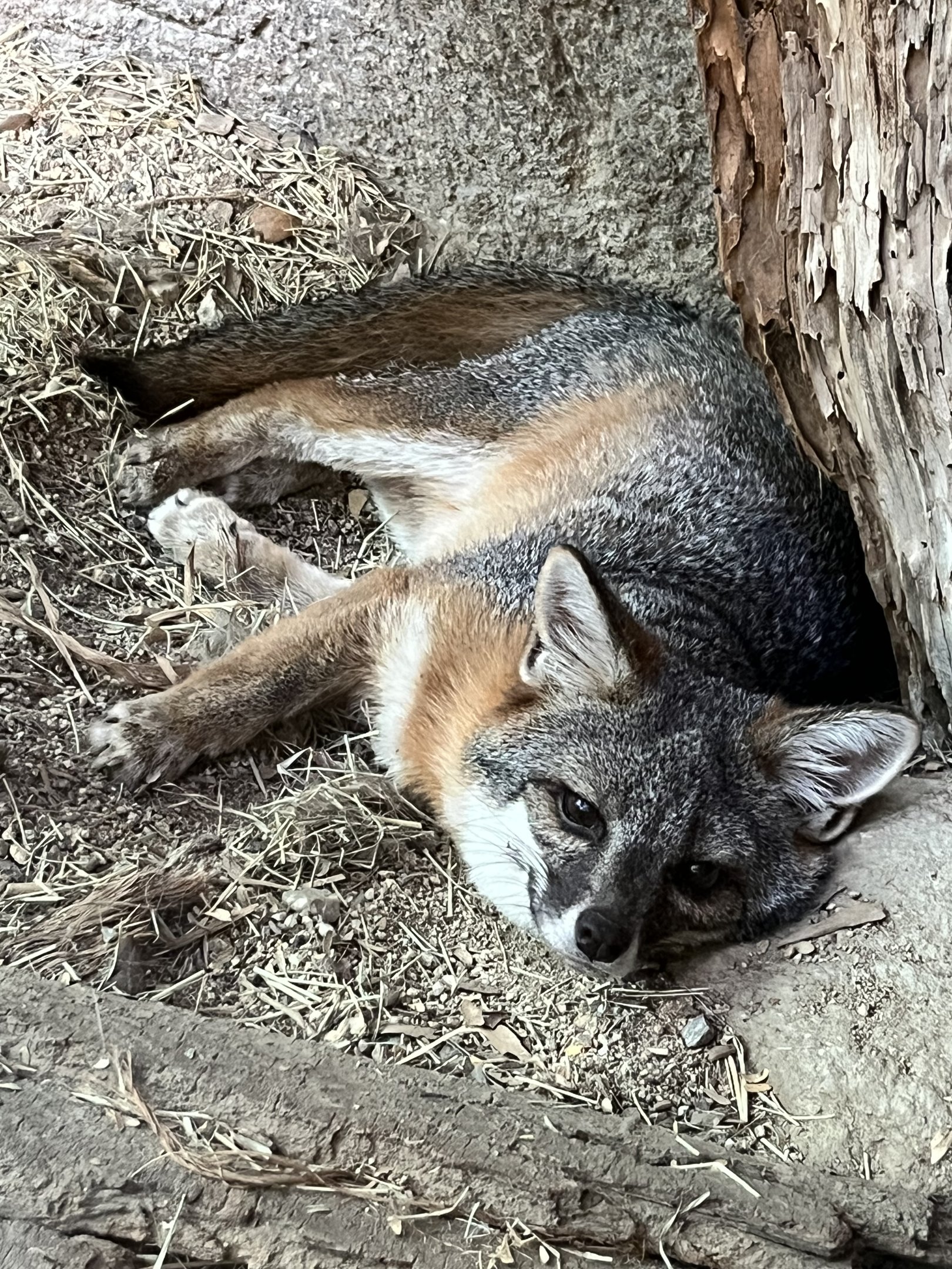 Channel Island Fox