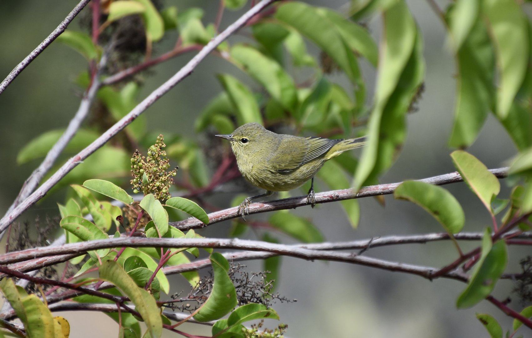 Channel Islands Orange-Crowned Warbler (Leiothlypis celata sordida)
