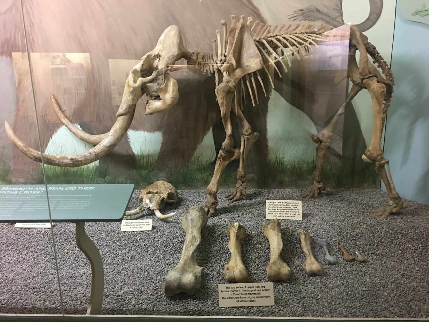 Channel Islands pygmy mammoth (Mammuthus exilis)