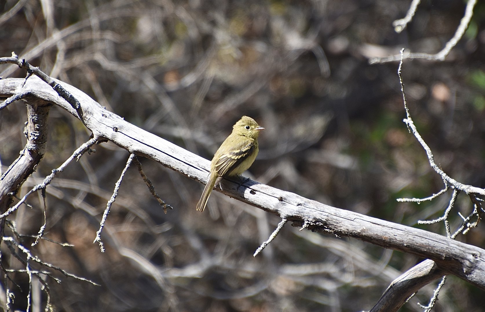 Channel Islands Western Flycatcher (Empidonax difficilis insulicola)