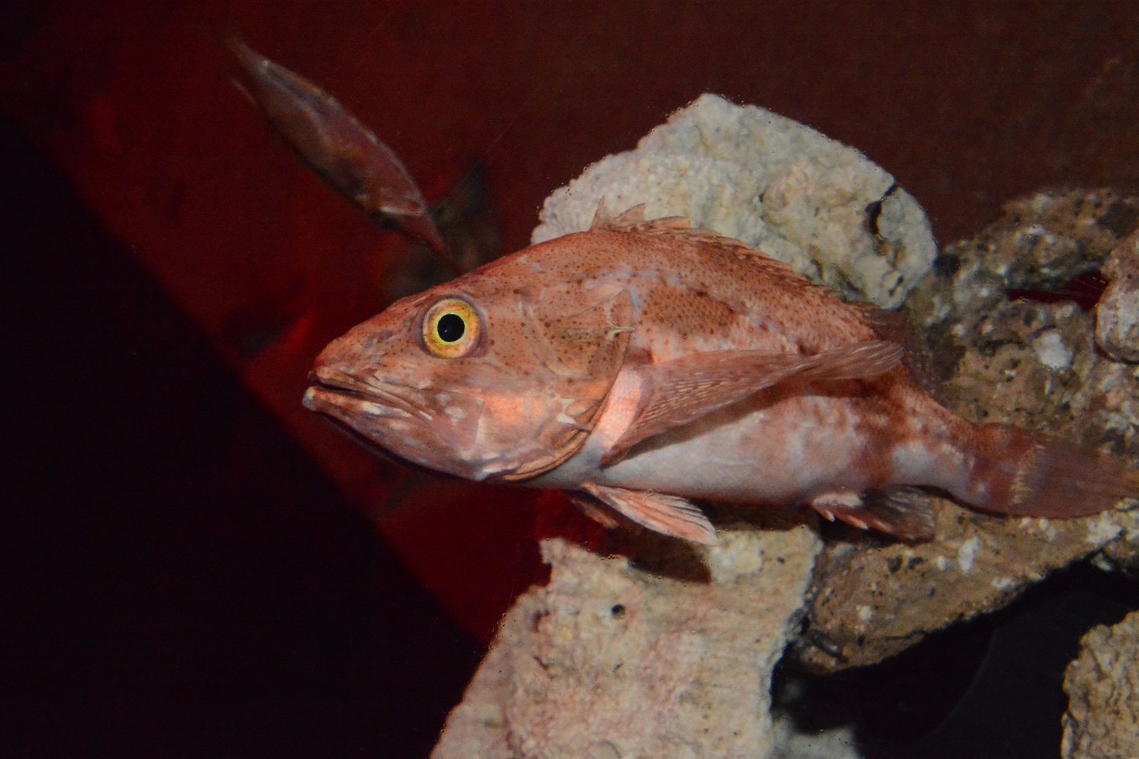 Channelled rockfish (Setarches guentheri)
