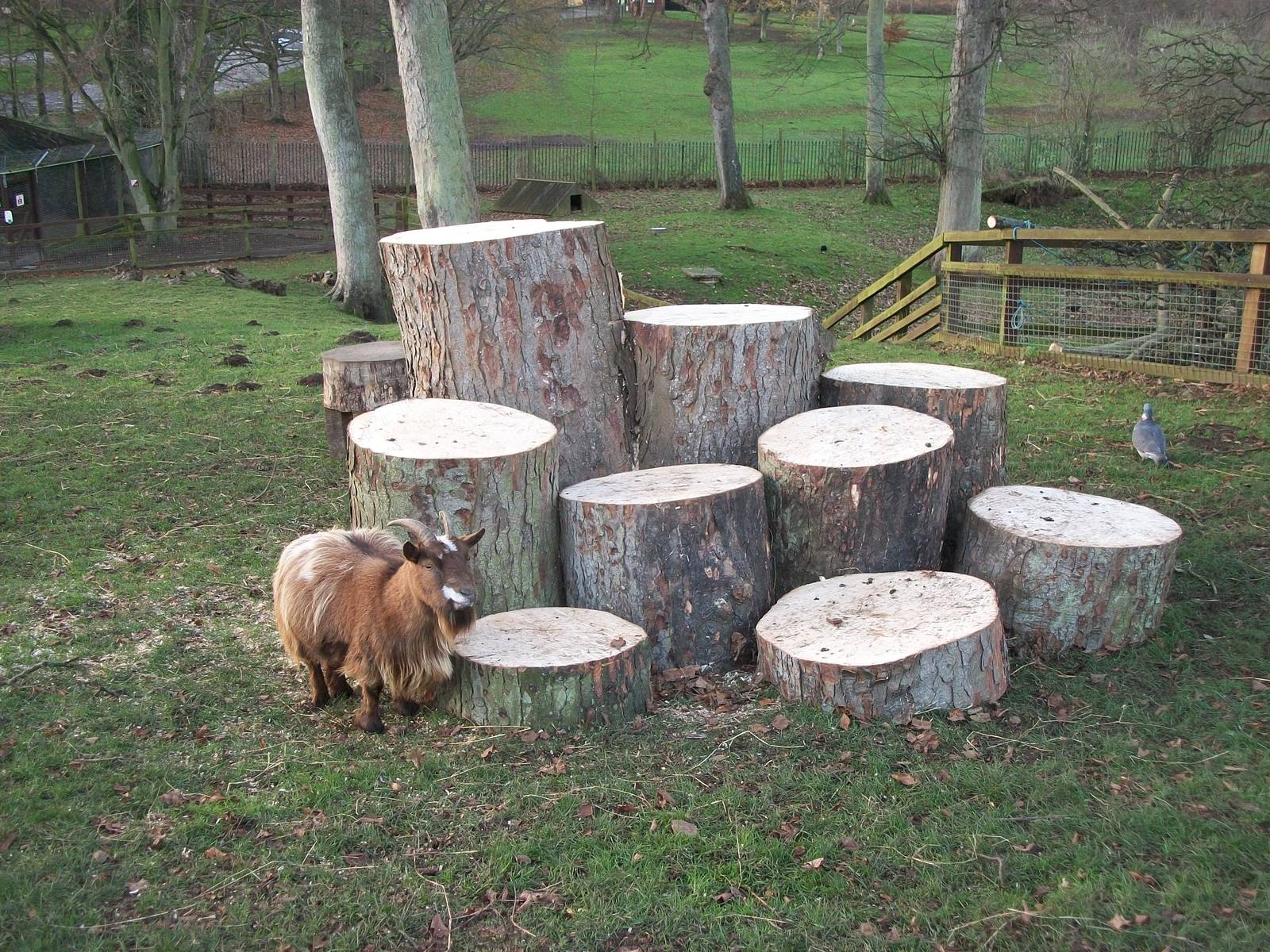 Chantilly by new Goat Mountain