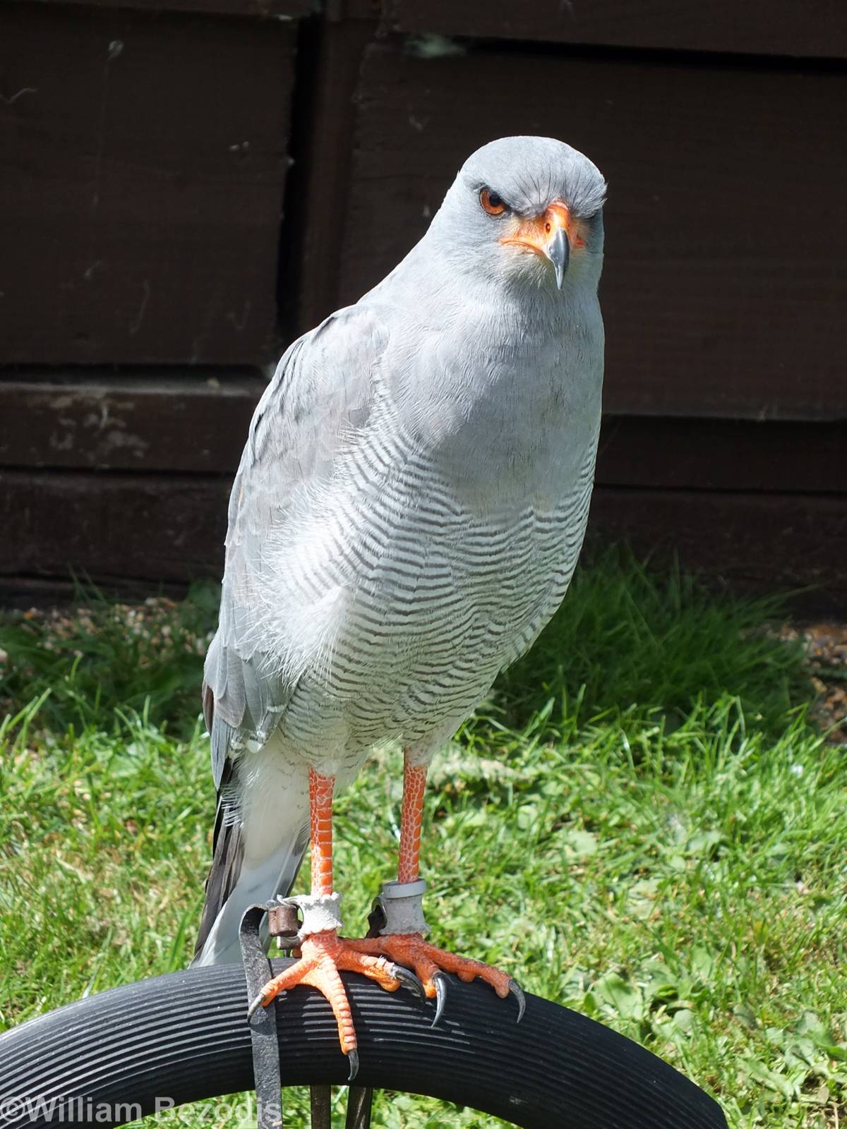 Chanting Goshawk