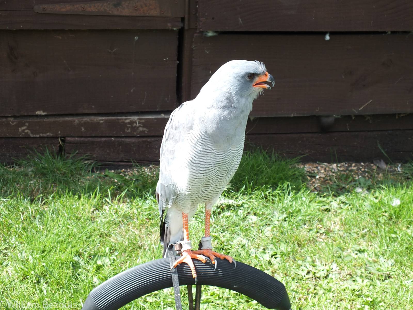 Chanting Goshawk