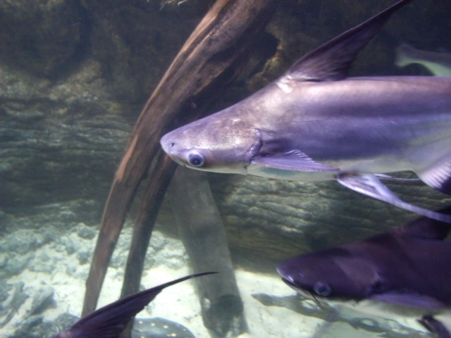 Chao Phraya Giant Catfish