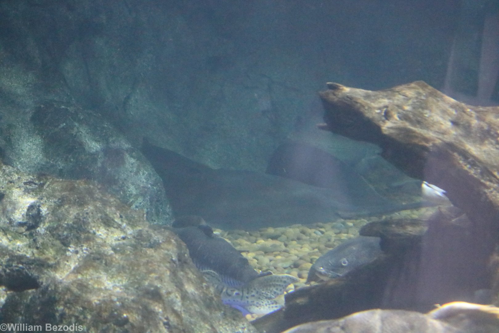 Chao Phraya River Stingray