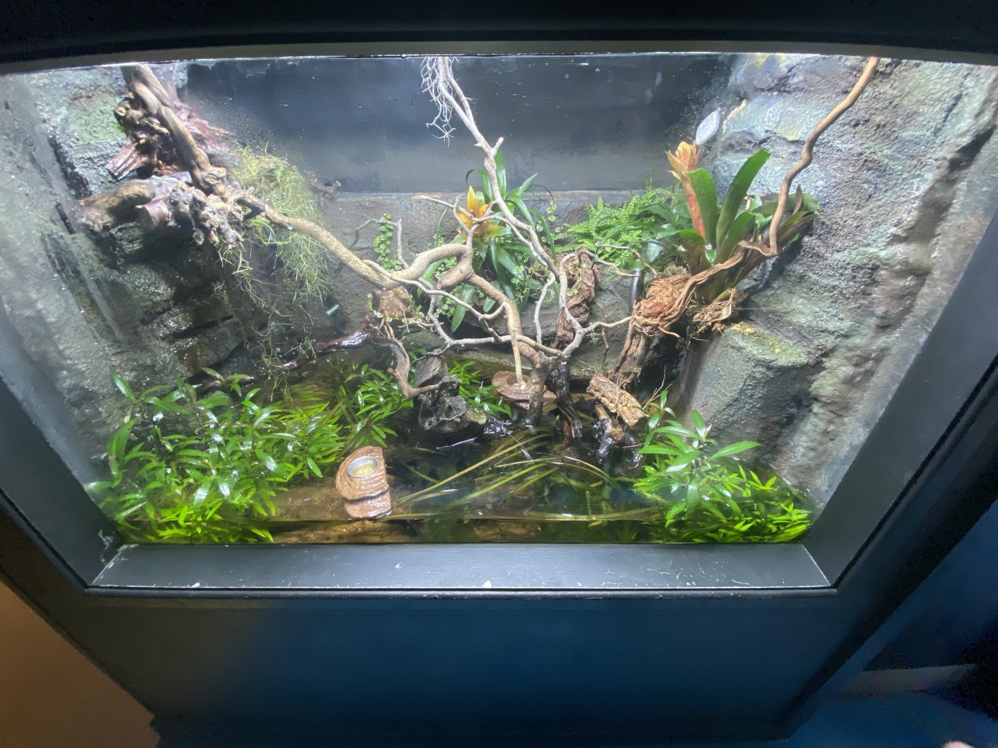 Chapa bug-eyed frog exhibit