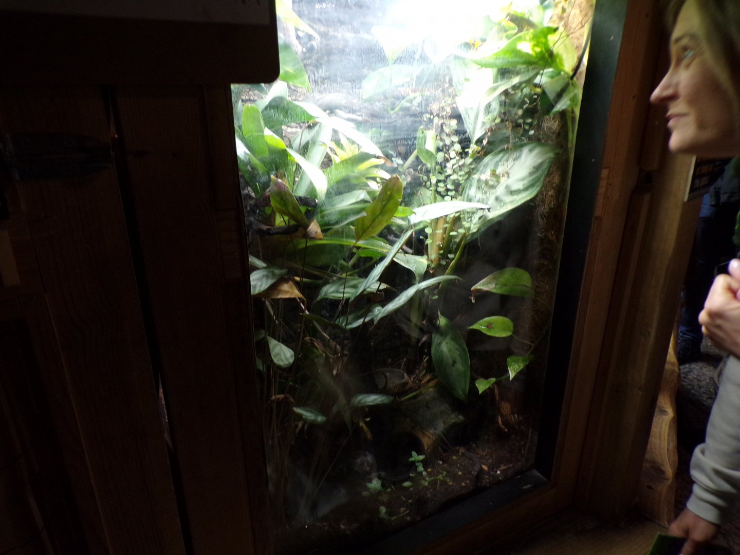 Chapa bug-eyed frog terrarium 7.7.24