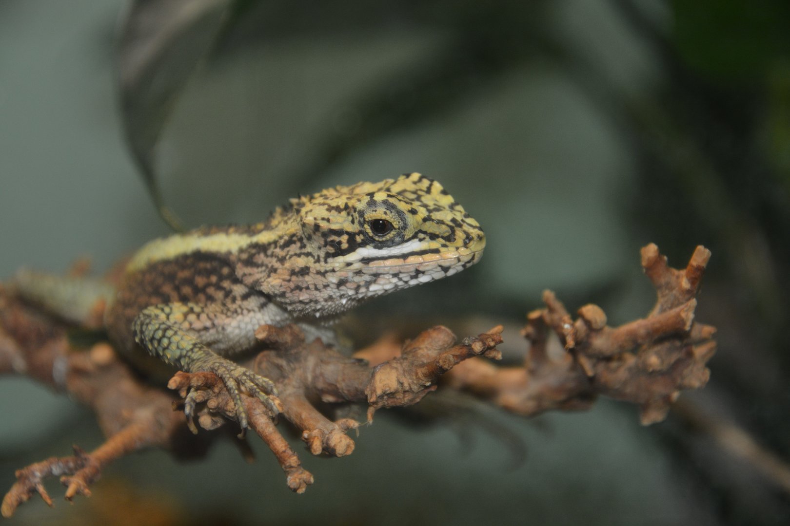 Chapa japalure (Diploderma chapaense)