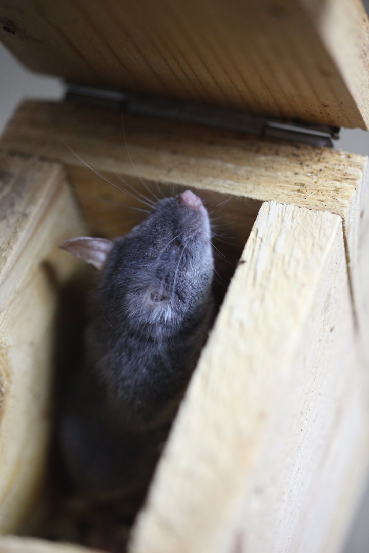 Chapa tree mouse (Typhlomys chapensis)