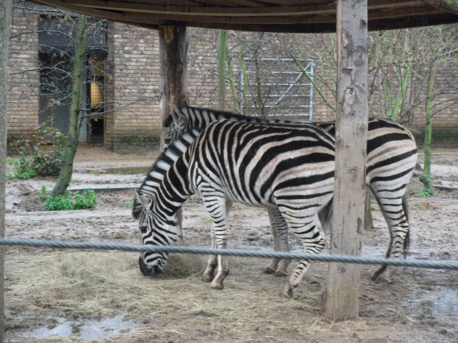 Chapman,s Zebra 26/02/11