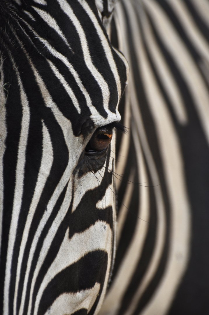 "Chapman"'s zebra (Equus quagga chapmani)