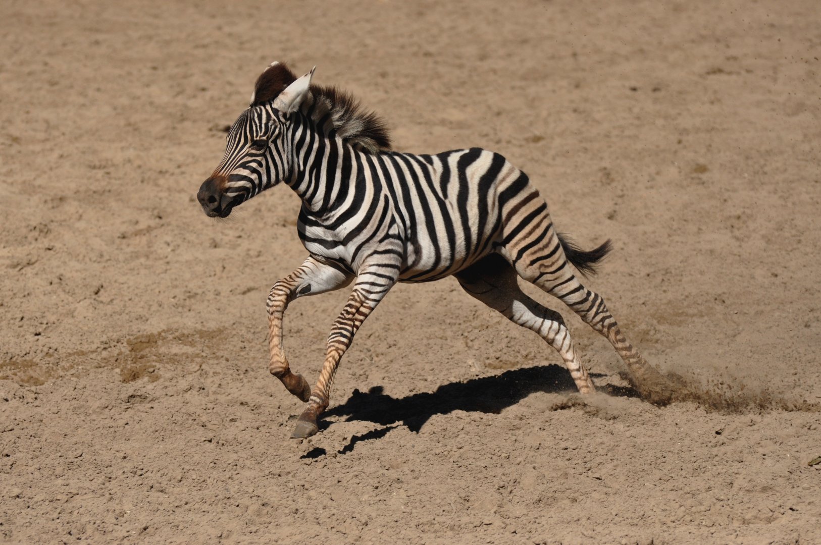 "Chapman"'s zebra (Equus quagga chapmani)