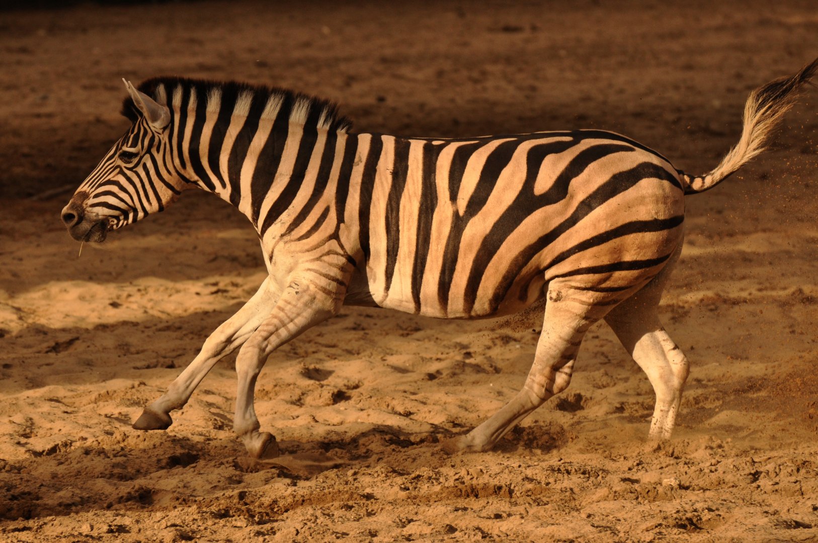 "Chapman"'s zebra (Equus quagga chapmani)