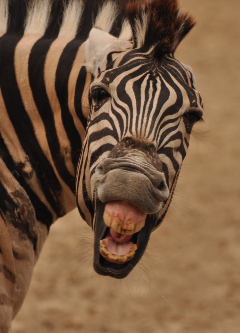 "Chapman"'s zebra (Equus quagga chapmani)