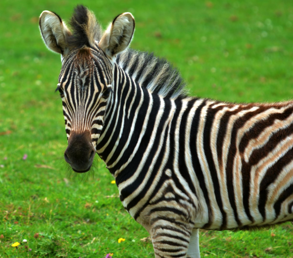 Chapman s Zebra Foal