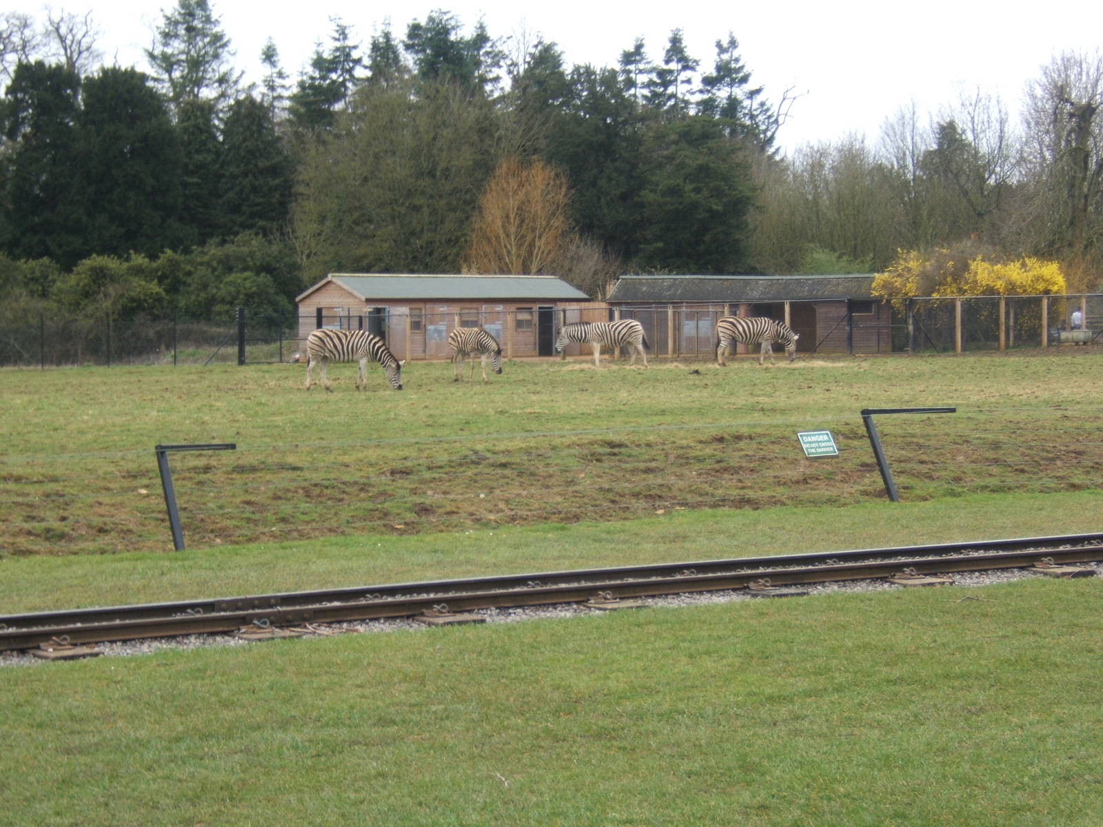 Chapman`s Zebra in the old Blackbuck Paddock