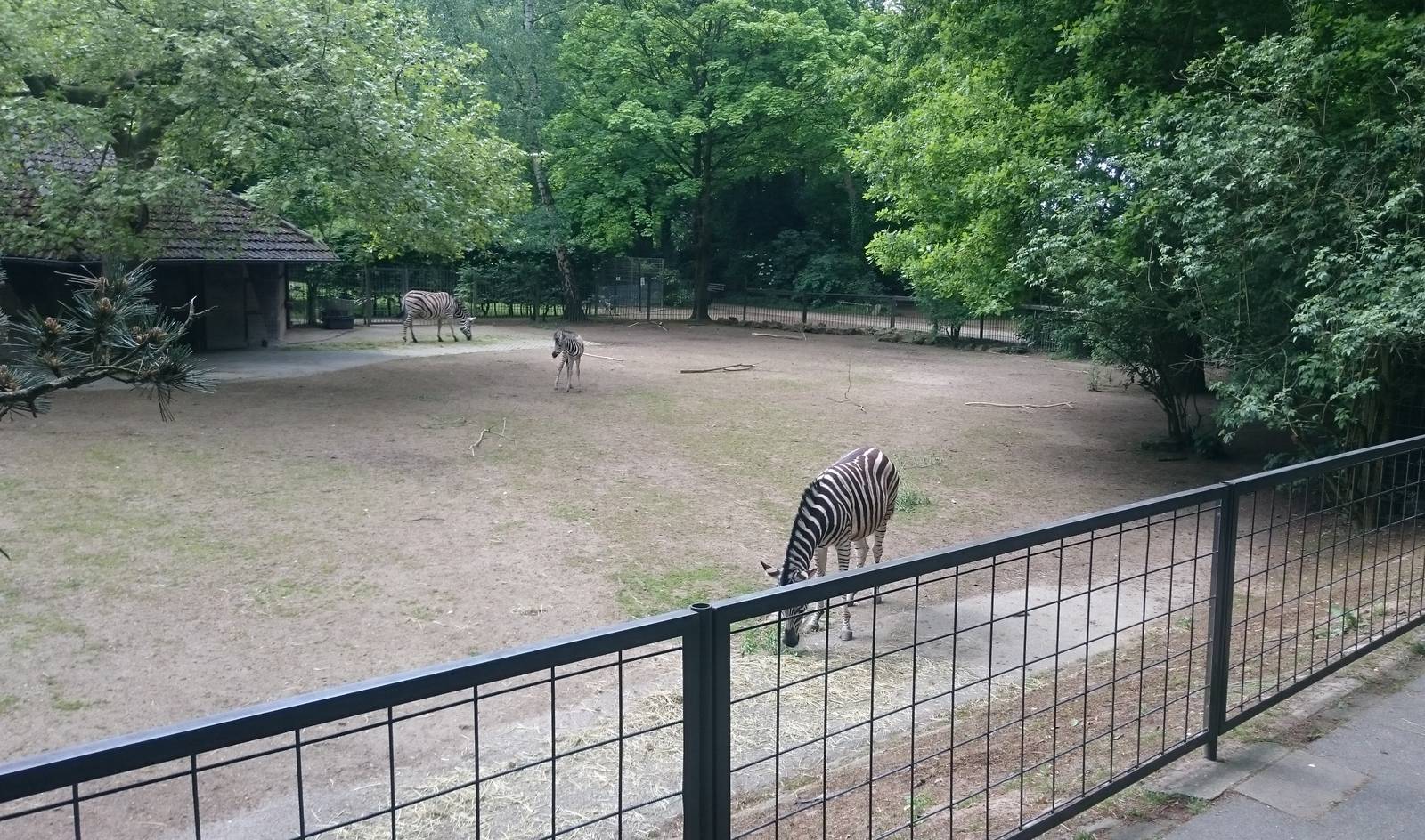 Chapman zebra enclosure