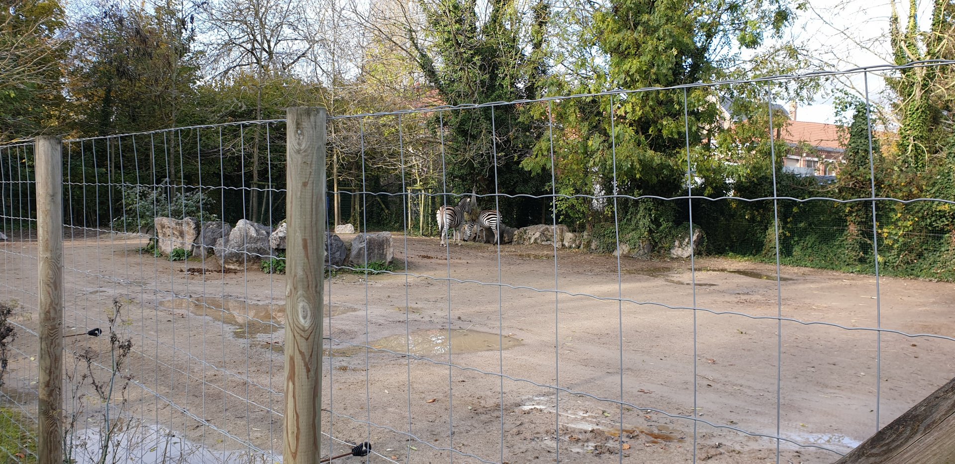 Chapman zebra enclosure