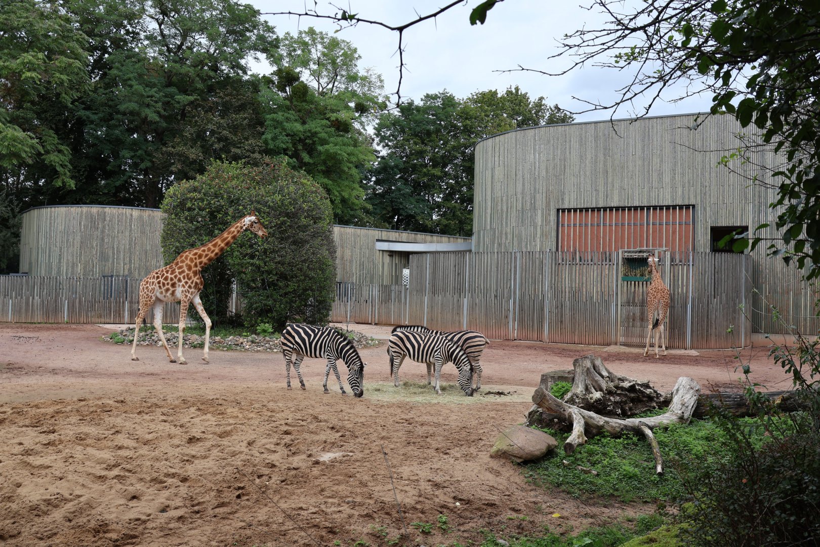 Chapman zebra (Equus quagga) and Kordofan giraffe (Giraffa camelopardalis antiquorum)