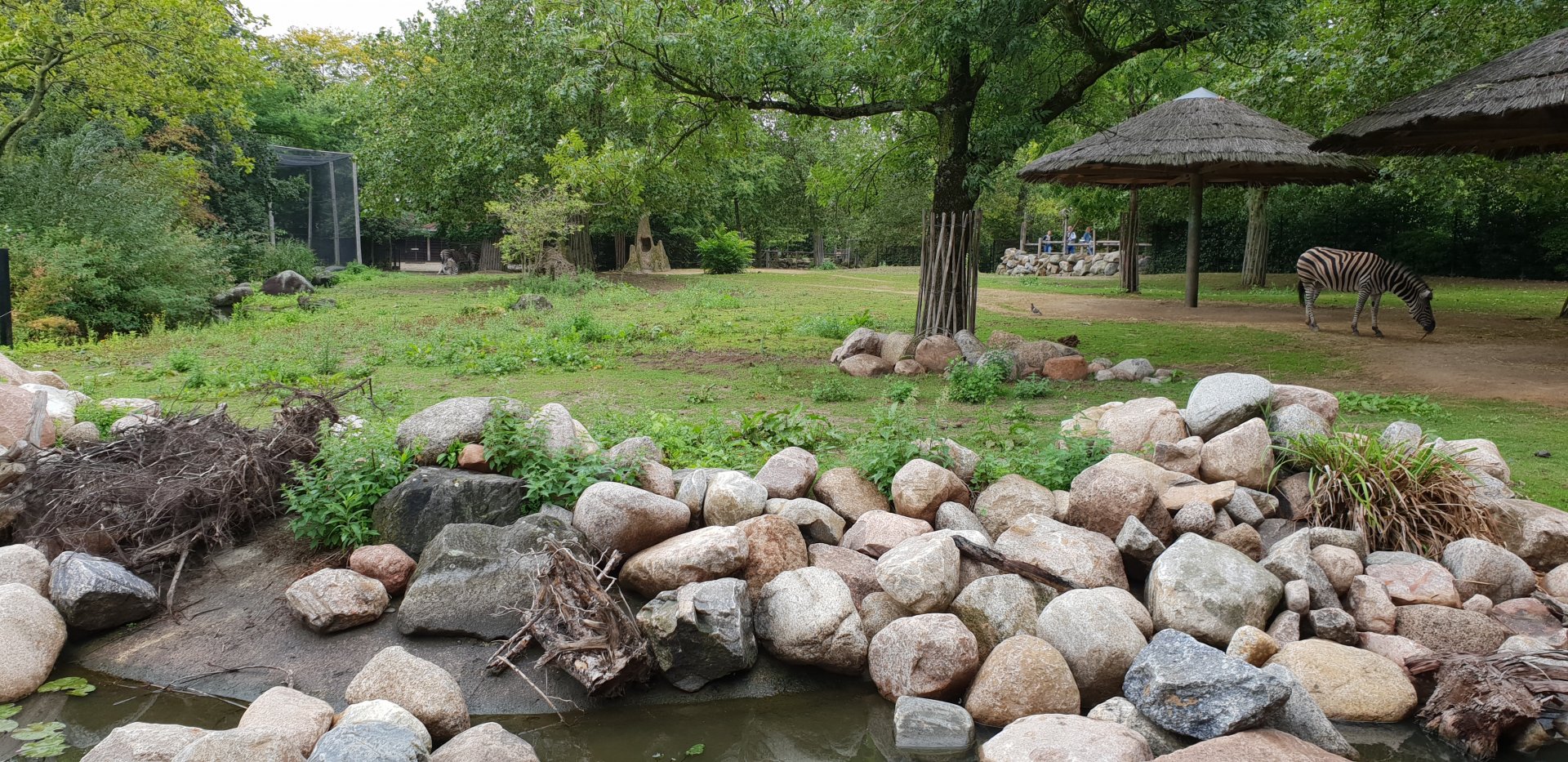Chapman zebra - Ostrich part of the Savanna