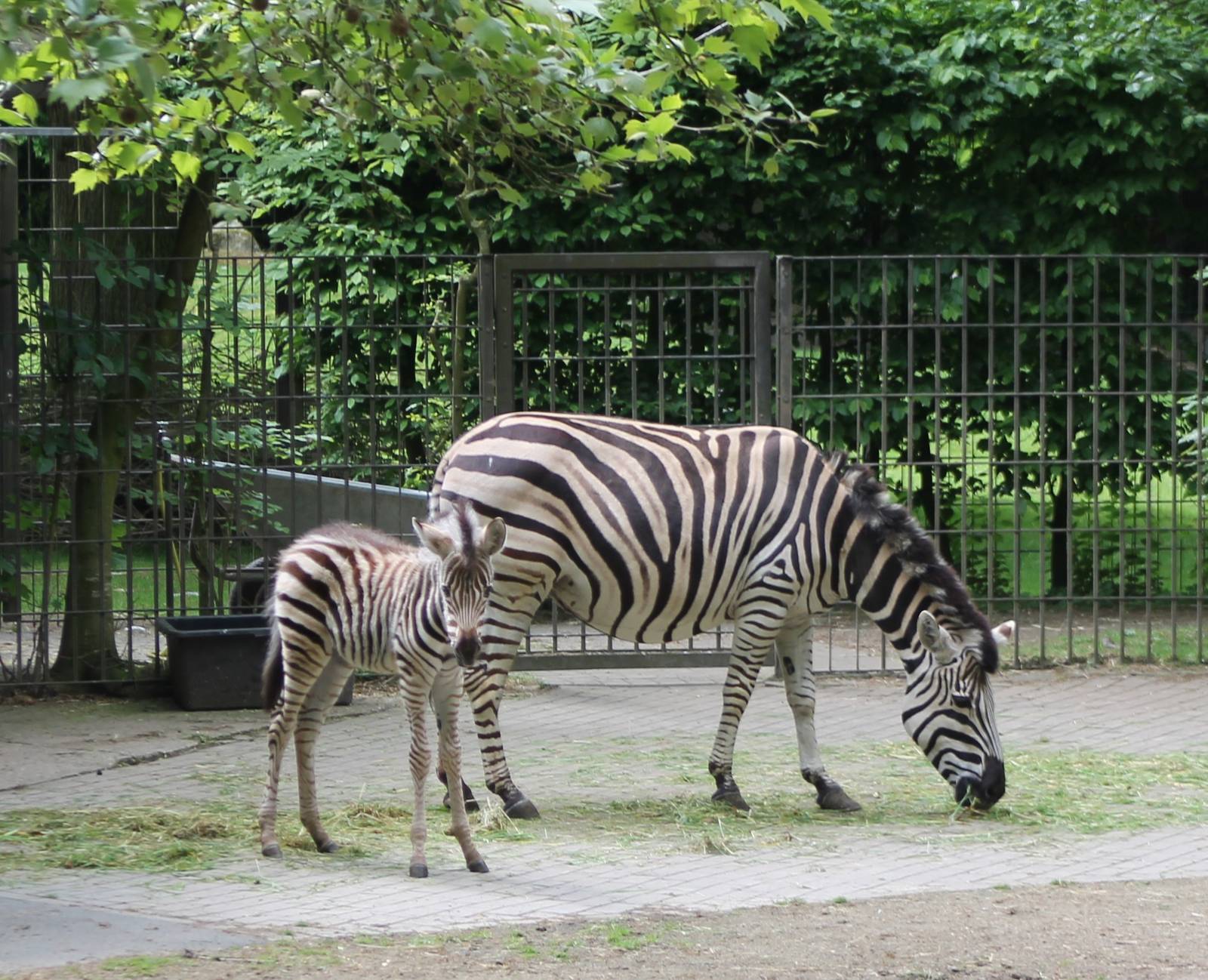 Chapman zebra with foal