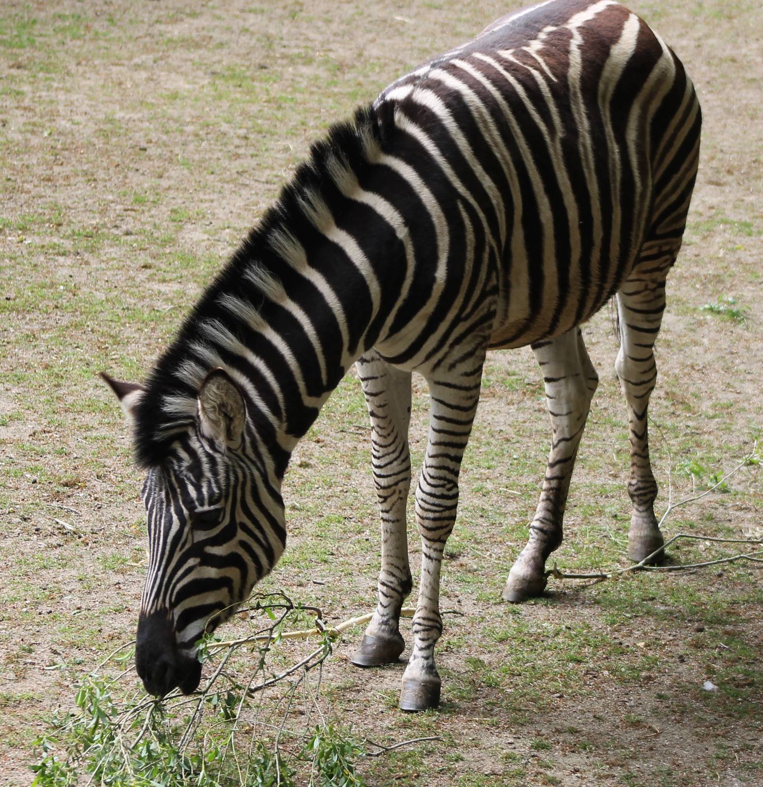 Chapman zebra