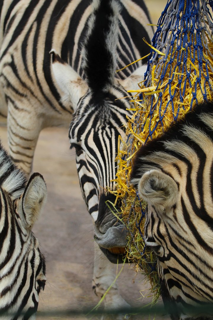 Chapman's and Burchell's Zebra- 9th March 2024
