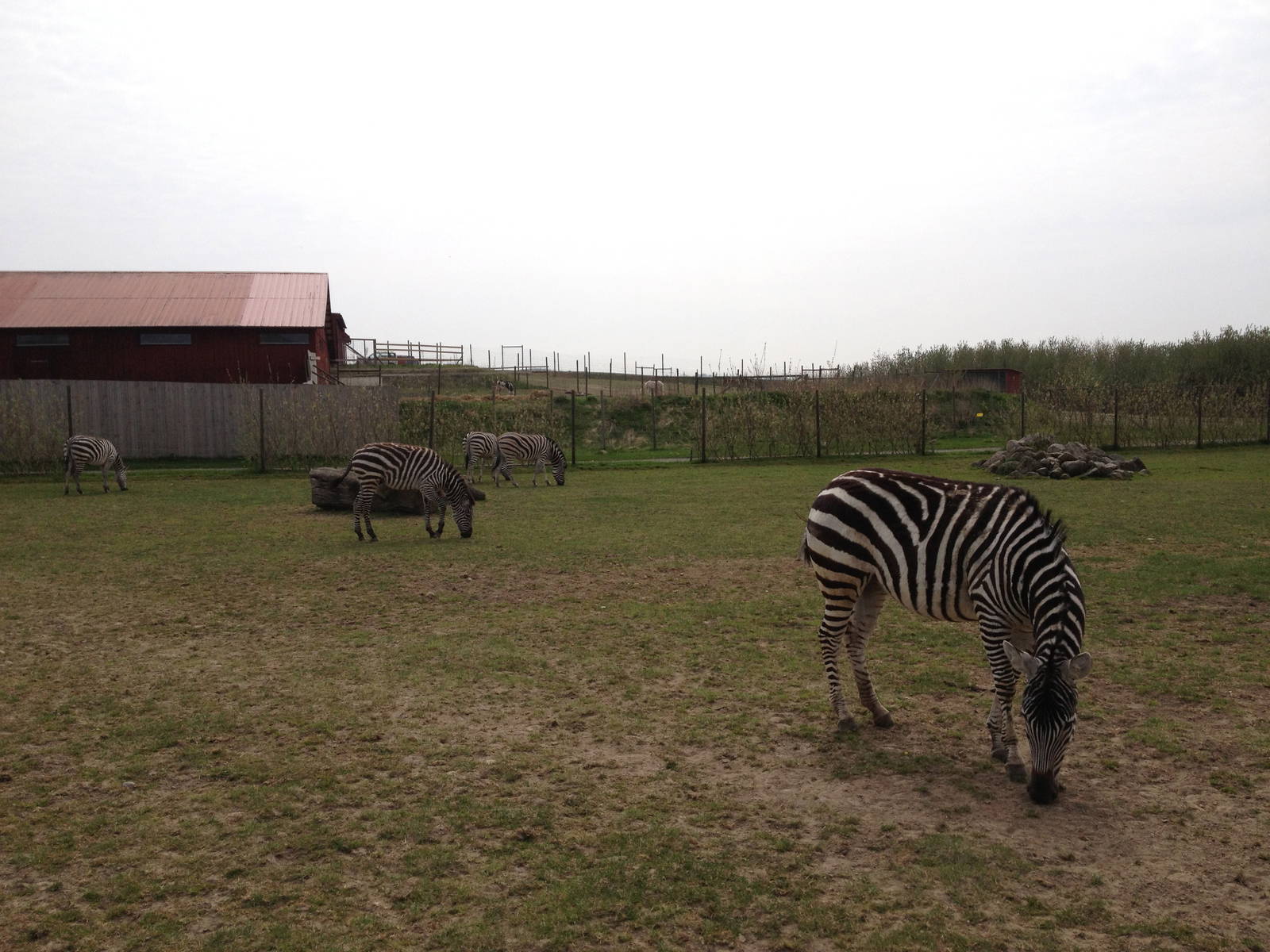 Chapman's- and Grant's Zebra