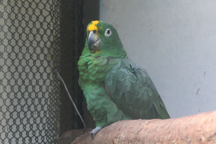 Chapman's mealy amazon (Amazona farinosa 'chapmani')