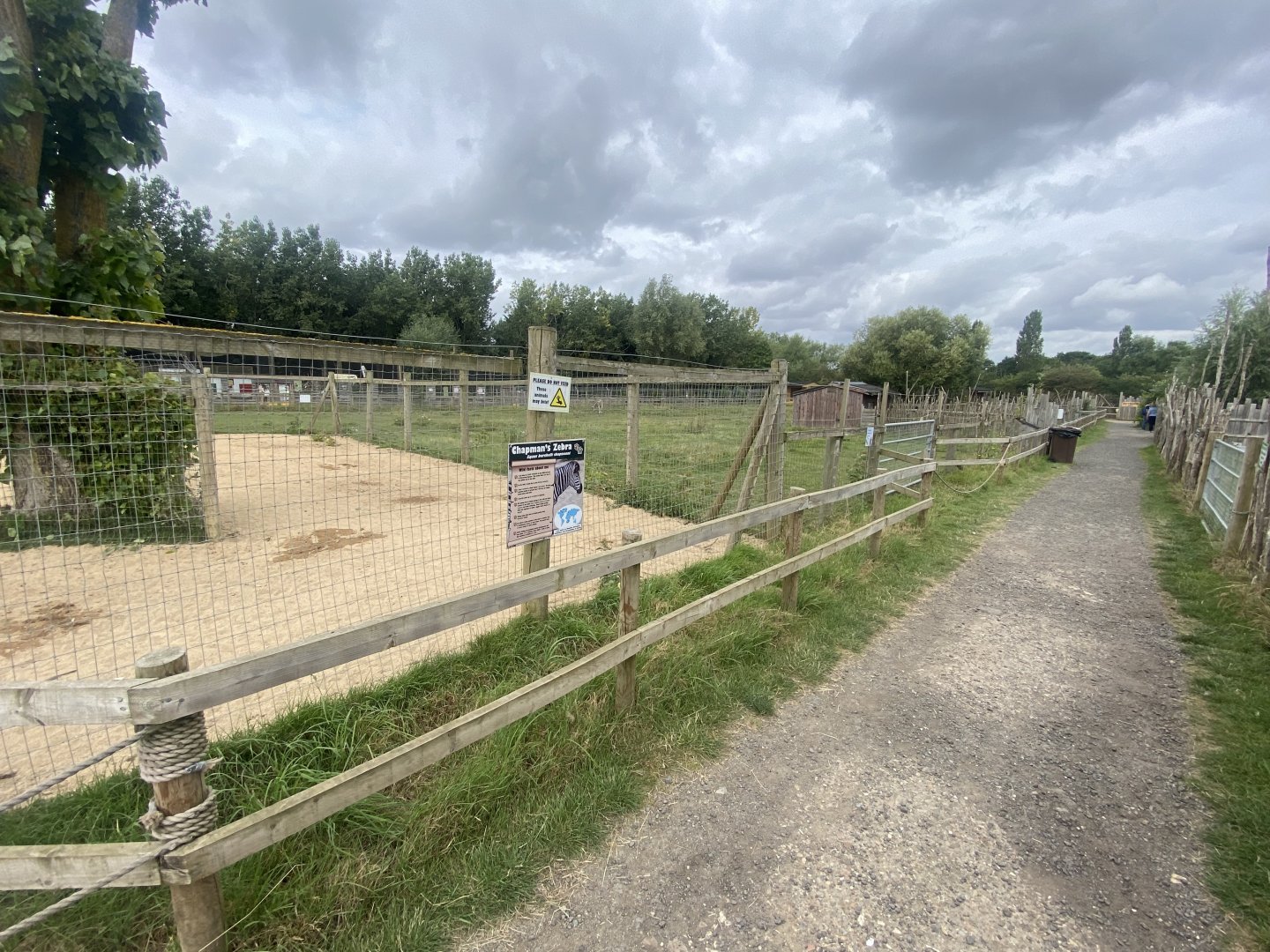 Chapman’s zebra 040824