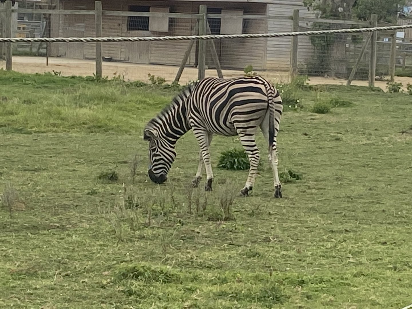 Chapman’s zebra 040824