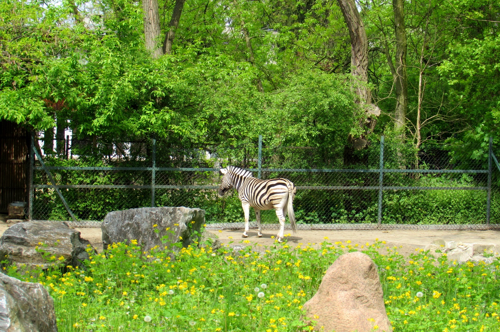 Chapman's Zebra - 05/2015