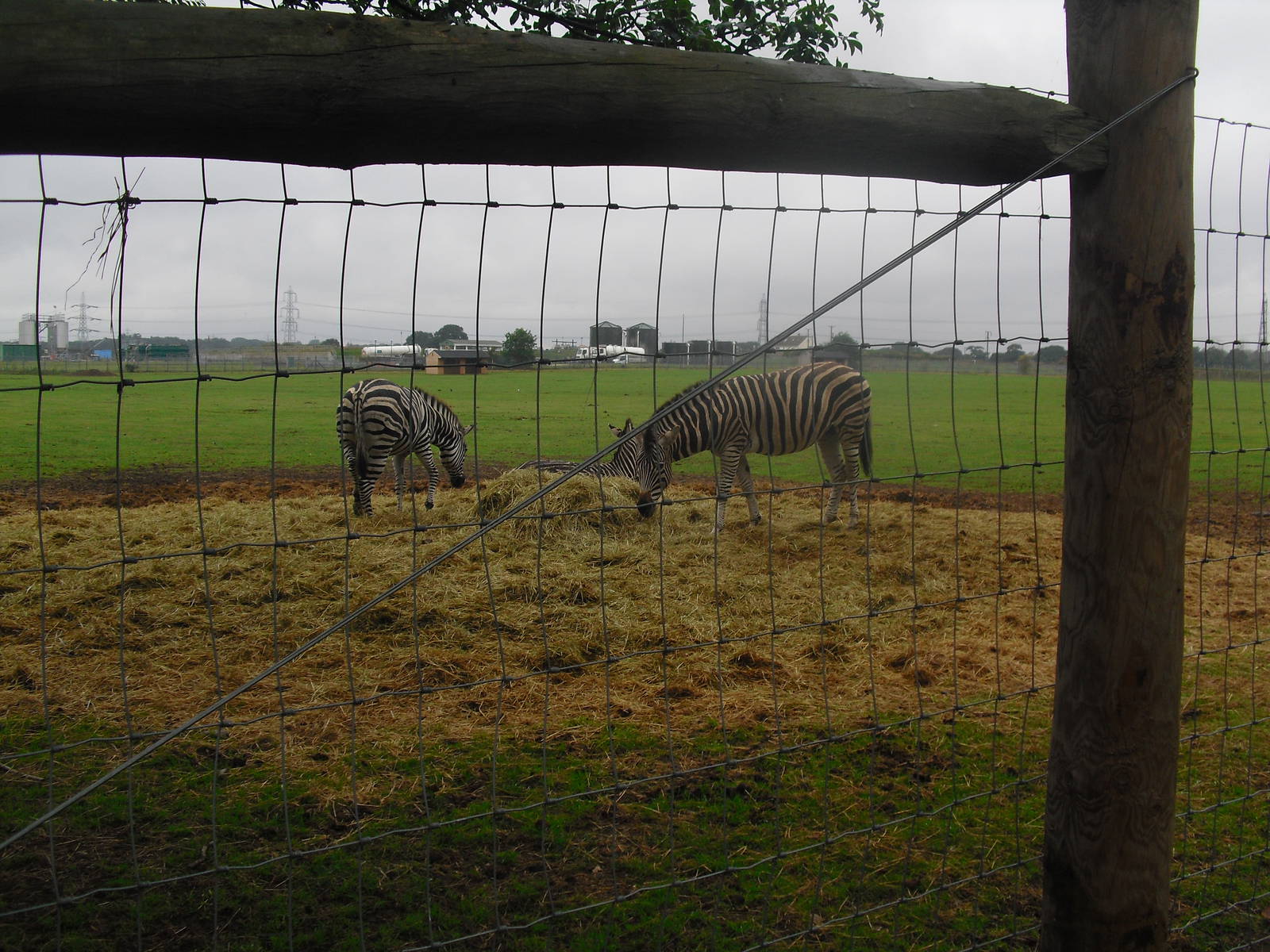 Chapman's Zebra - 06/09/2011