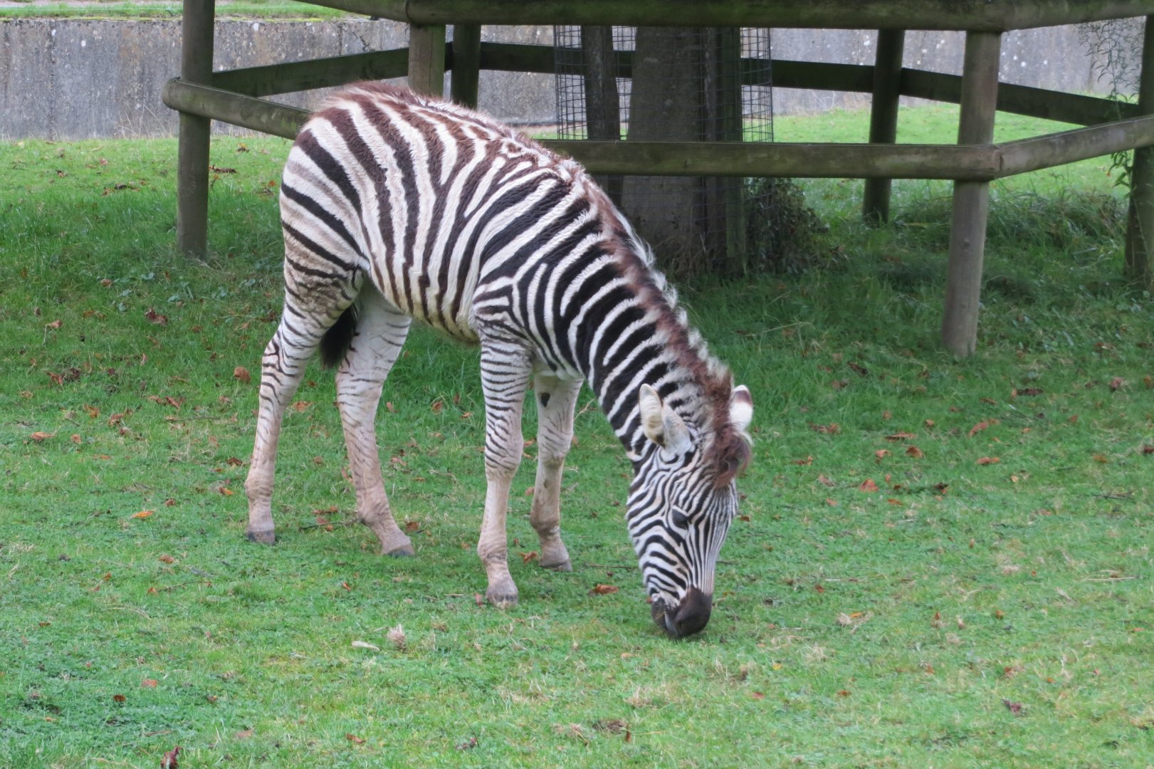 Chapman's zebra 071019