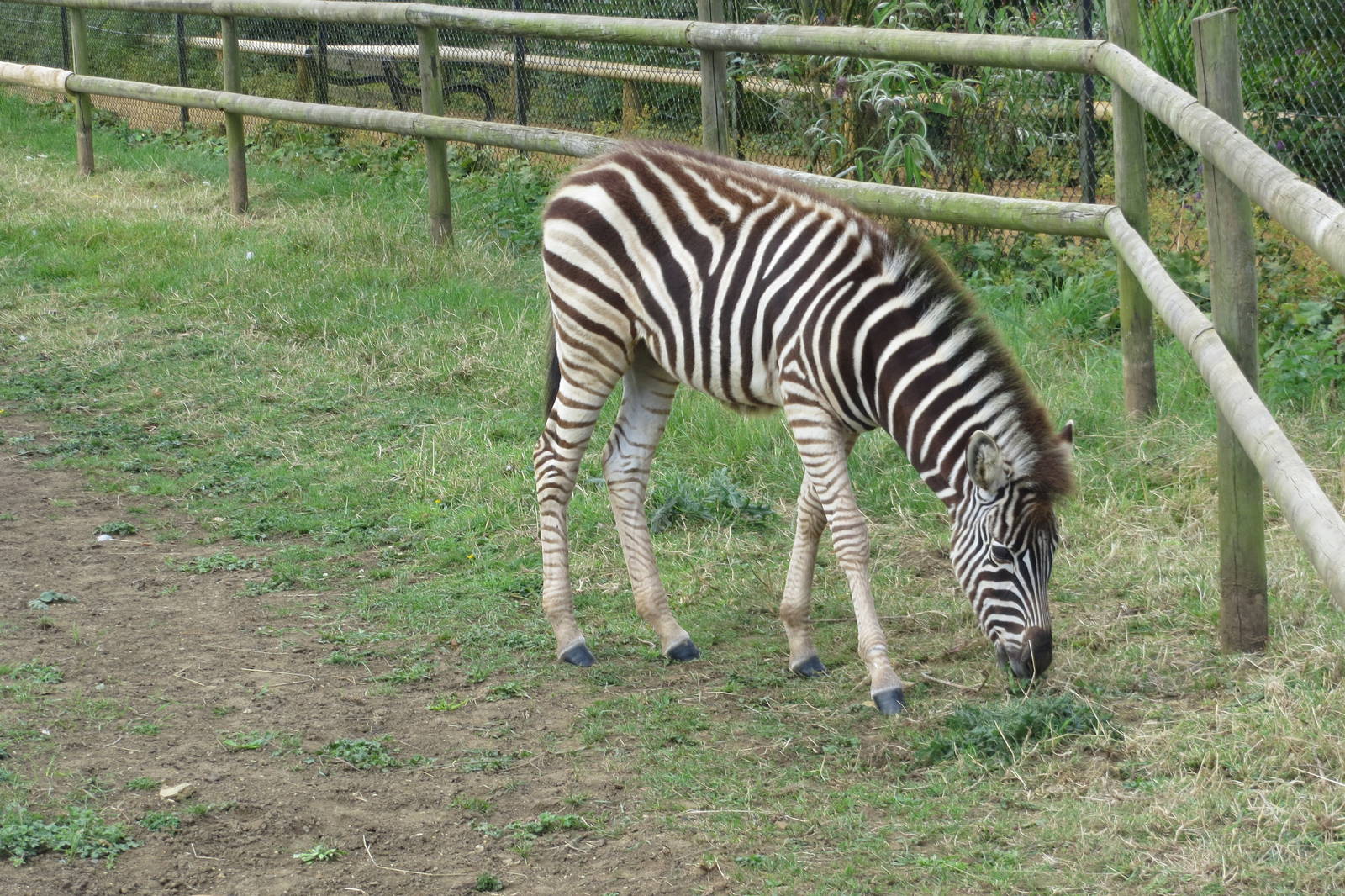 Chapman's Zebra 08/14