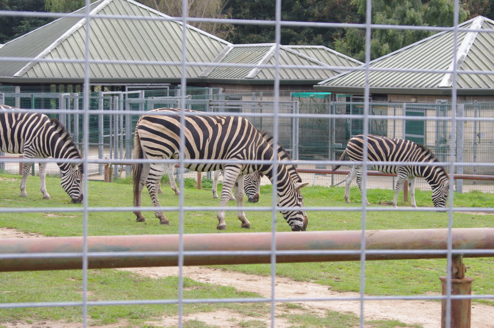 Chapman's Zebra- 1/10/2023