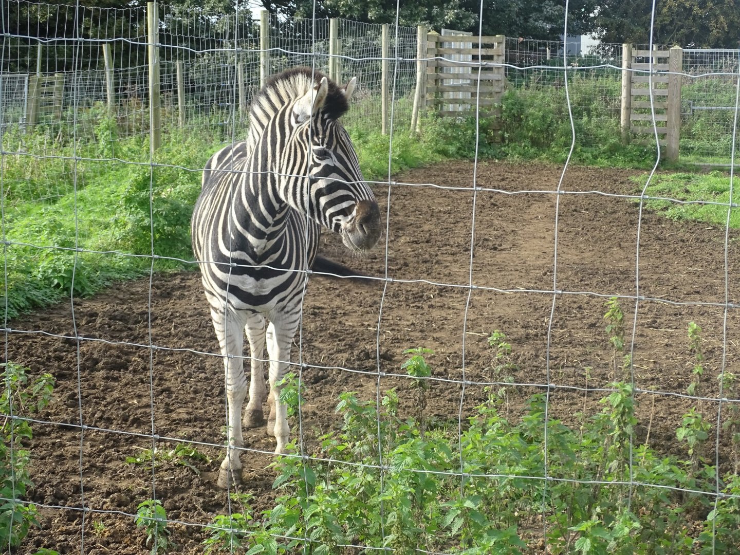 Chapman's Zebra, 16th October 2023