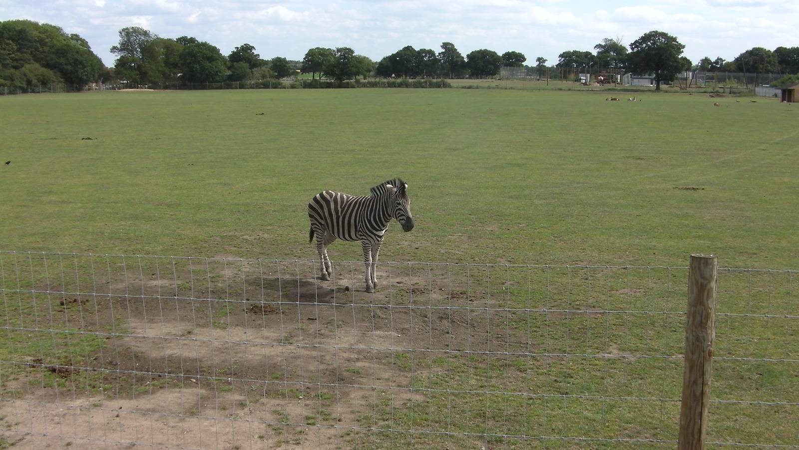 Chapmans Zebra - 19.08.2011