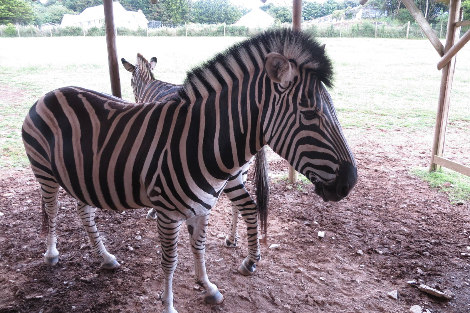 Chapman's Zebra 200713