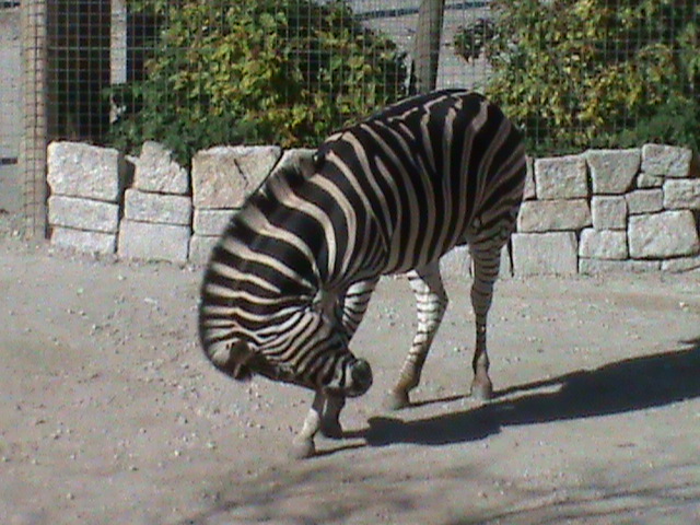 Chapman's zebra 211010