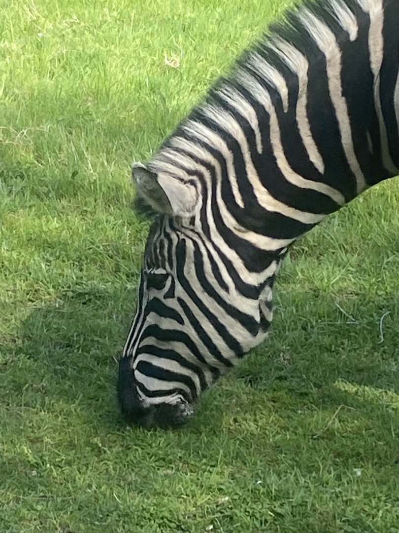 Chapman’s zebra 280425